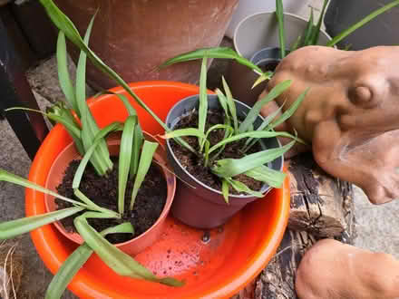 Photo of free Spider plants (Upper Holloway N19) #1