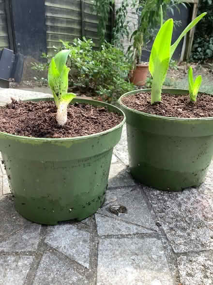 Photo of free Pineapple plants (Hatfield AL10) #1