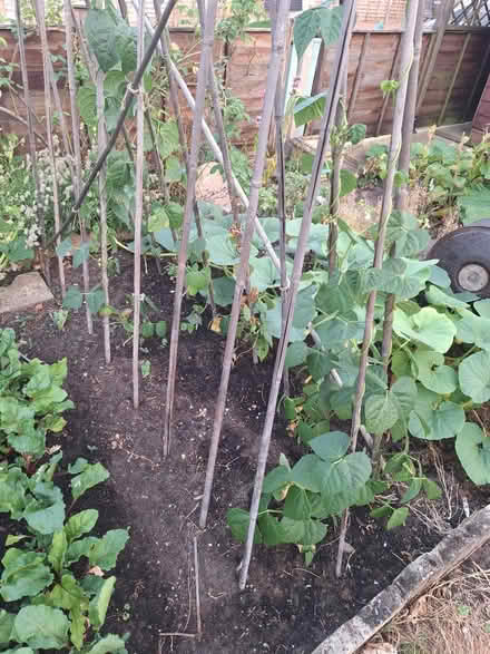 Photo of Runner beans (Cheltenham GL51) #1
