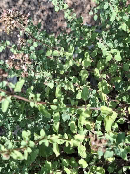 Photo of free Various Herbs - for freezing / dehydrating (Panshanger AL7) #3