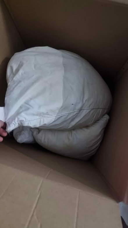 Photo of free Goose feather pillows (South hampstead NW8) #2