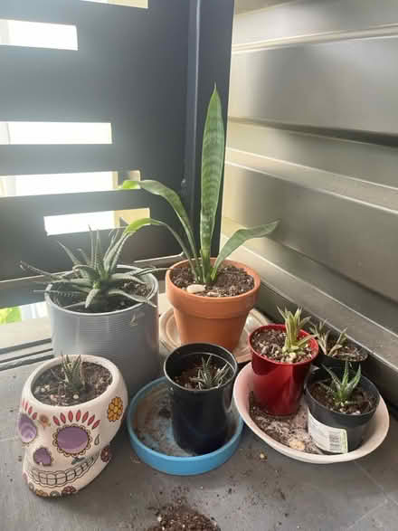 Photo of free Small plants/Aloe cuttings (Hacienda and Capri) #1