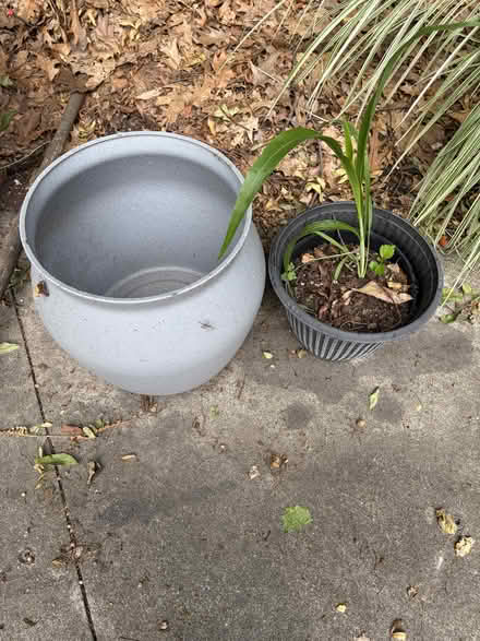 Photo of free Plastic Planting pots & dirt (S. Evergreen St. at Linden St) #3