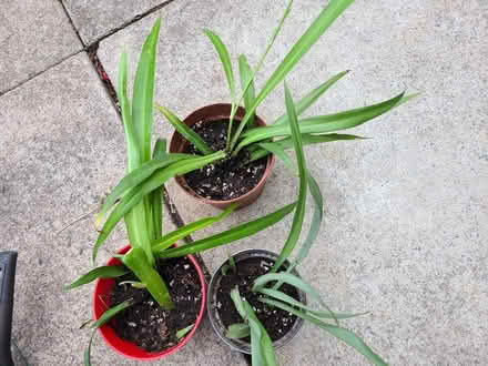 Photo of free Spider plants (Upper Holloway N19) #2