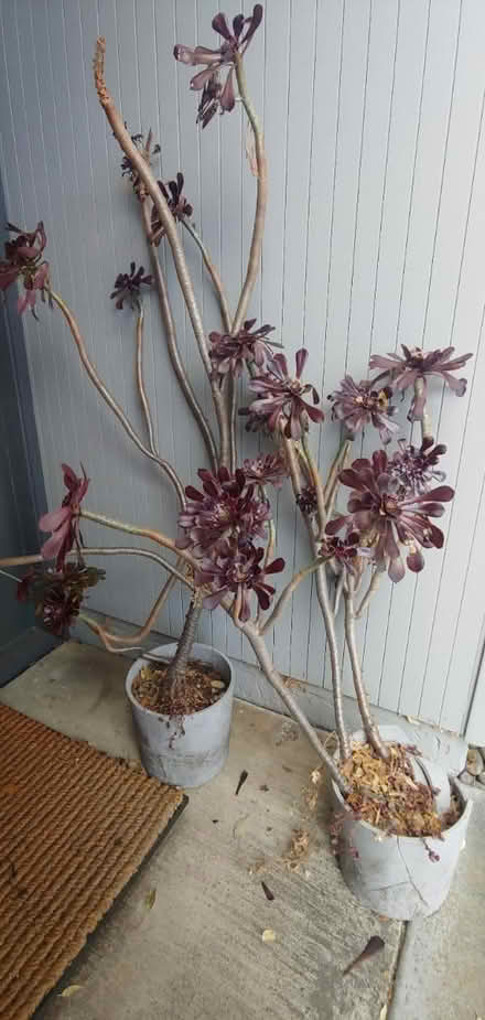 Photo of free Aeoniums. Easy, low watering (Sunnyvale 94087) #1