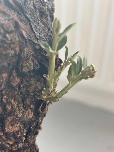 Photo of free An olive tree (Goldsmiths university SE14) #3