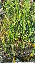 Photo of free Pond buttercup and yellow flag iris (Pontesbury SY5) #1