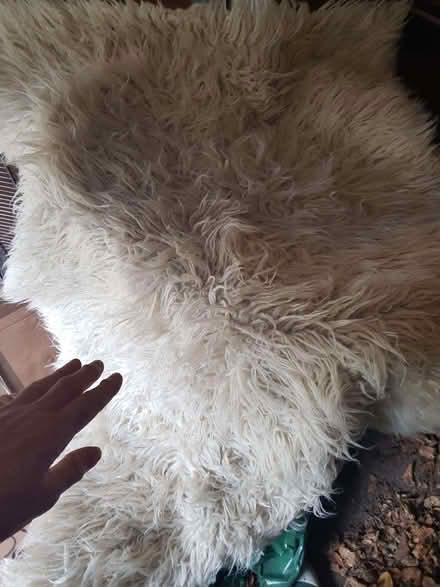 Photo of free Small shaggy rug (Timperley WA15) #2