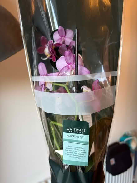 Photo of free Orchid (Landport BN7) #1