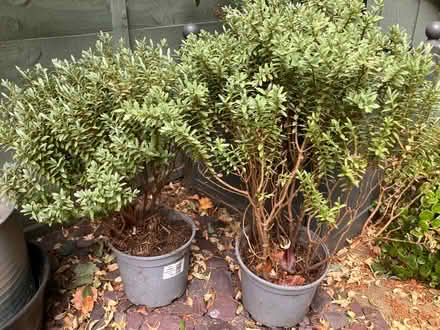 Photo of free Pair of Hebe Plants (Strawberry Hill TW2) #1