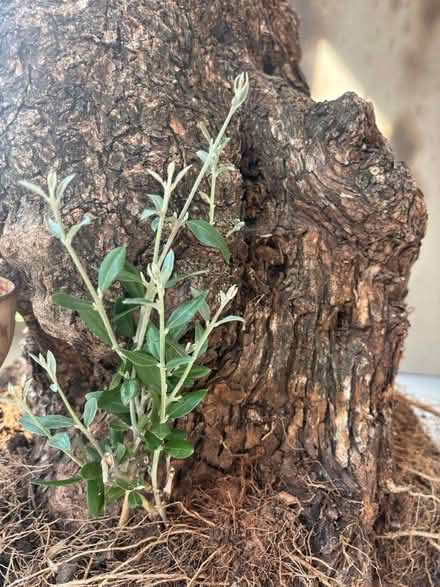 Photo of free An olive tree (Goldsmiths university SE14) #2