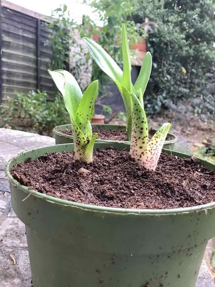Photo of free Pineapple plants (Hatfield AL10) #2