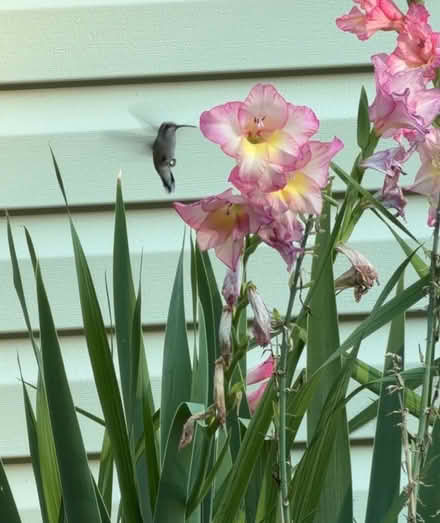 Photo of Hummingbird Feeder (13100 waters Landing Dr,) #1
