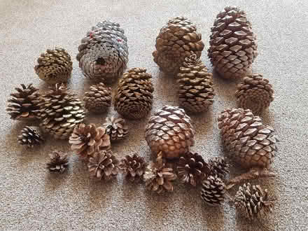 Photo of free large pine cones (Colyton EX24) #1
