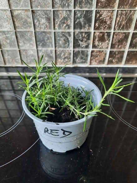 Photo of free Creeping phlox deep pink (Morden SM4) #2