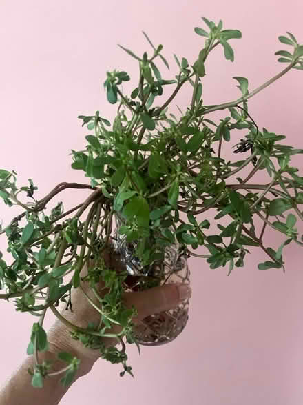 Photo of free Rooted portulaca plants (Ridley Park) #1