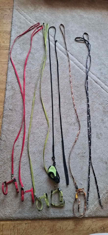 Photo of free Ferret leads (Tiptree CO5) #1