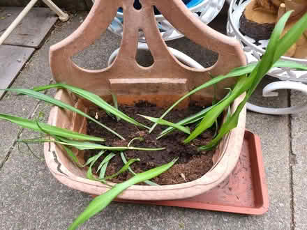 Photo of free Spider plants (Upper Holloway N19) #3