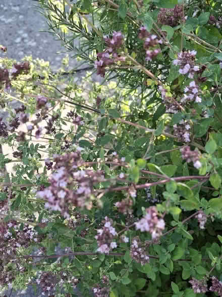 Photo of free Various Herbs - for freezing / dehydrating (Panshanger AL7) #1