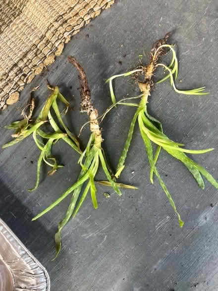 Photo of free Small plants/Aloe cuttings (Hacienda and Capri) #3