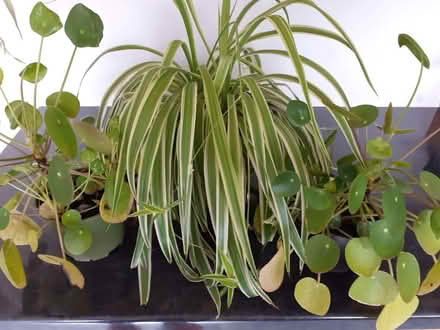Photo of free Houseplants (Houghton Regis LU5) #1