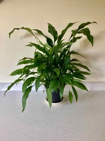Photo of free Peace lily (Duston NN5) #1