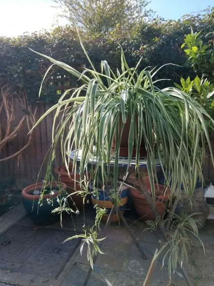 Photo of free Large healthy spider plant (Norbury SW16) #2