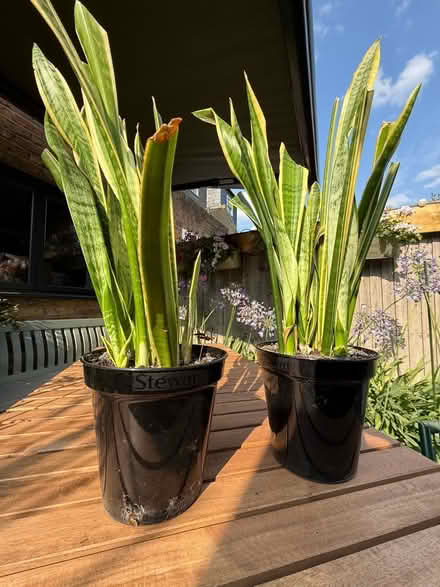 Photo of free 2 Snake Plants - Indoor (Teddington TW11) #1