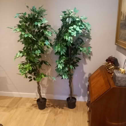 Photo of free Fake trees (Clonsilla) #2