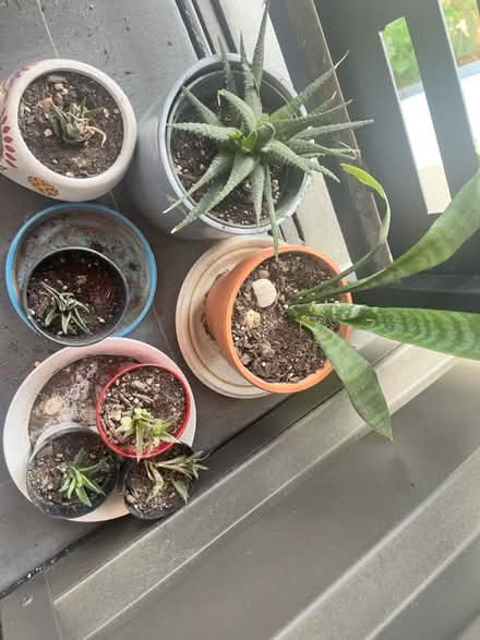 Photo of free Small plants/Aloe cuttings (Hacienda and Capri) #2