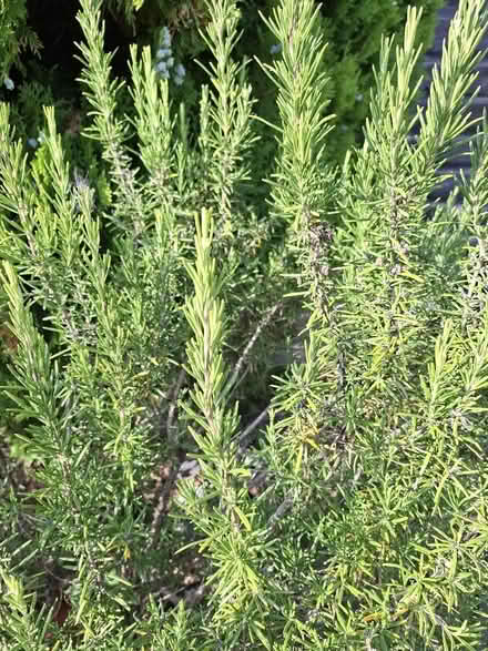 Photo of free Various Herbs - for freezing / dehydrating (Panshanger AL7) #4