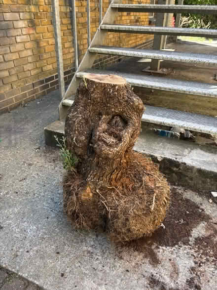 Photo of free An olive tree (Goldsmiths university SE14) #1