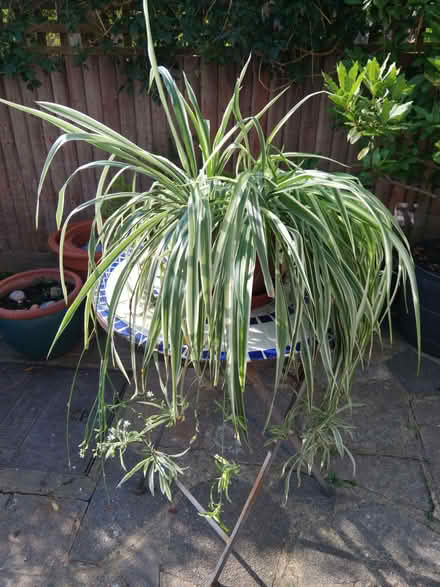 Photo of free Large healthy spider plant (Norbury SW16) #1