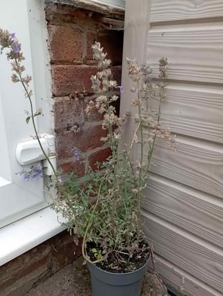 Photo of free Cat mint plant (Preston PR2) #1