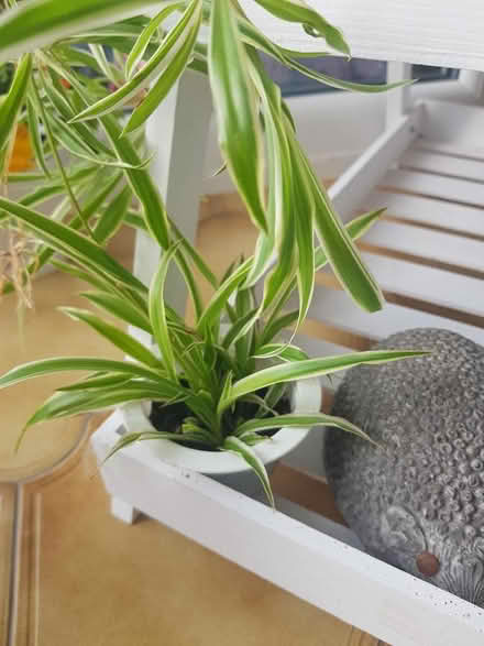 Photo of free Spider plant (Cyncoed CF23) #1