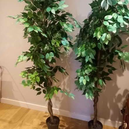Photo of free Fake trees (Clonsilla) #1