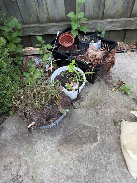 Photo of free Plastic Planting pots & dirt (S. Evergreen St. at Linden St) #4