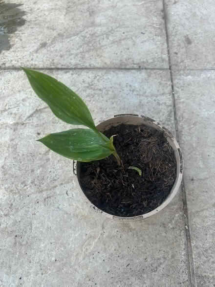 Photo of free lily of the valley plant in pot x3 (Kentwood RG30) #1