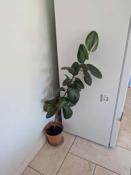 Photo of free Rubber tree plant (Church of the Cross SE2) #1