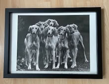Photo of free framed B&W print of Salukis (SW9 Oval) #1