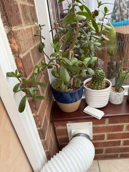 Photo of free House plant jade (Swarkestone DE73) #1