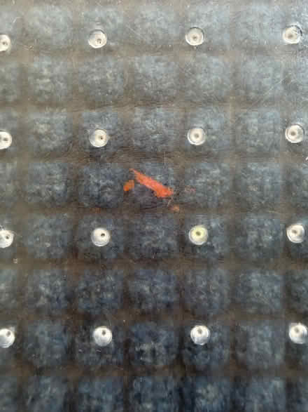 Photo of free Rug chair mat (Arlington Forest) #3
