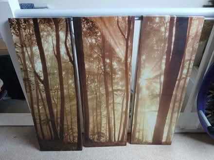 Photo of free Pictures of woodland (Woodseats S8) #1