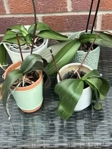 Photo of free orchid plants (Bebington CH63) #1