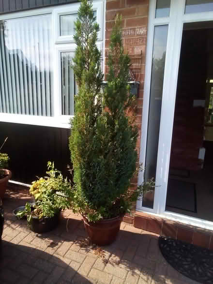 Photo of free Evergreen tree in pot (Oxton) #1