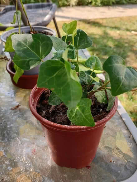 Photo of free Garden ivy (Cowley Oxford) #1
