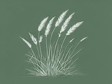 Photo of free Miscanthus sinensis 'Zebrinus' variegated grass (Ponsanooth TR3) #1