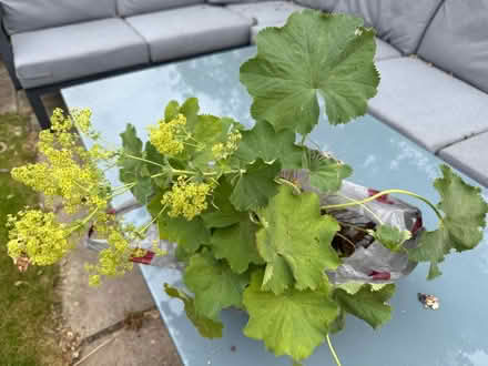 Photo of free Alchemilla to go (Harrogate HG2) #1