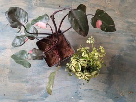 Photo of free house plants (Undercliffe Rd BD2) #2