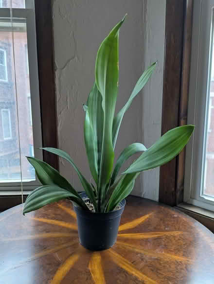 Photo of free "Moonshine" Snake Plant (North End) #1